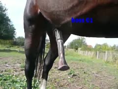 Zoophilia xx enormous horse cock
